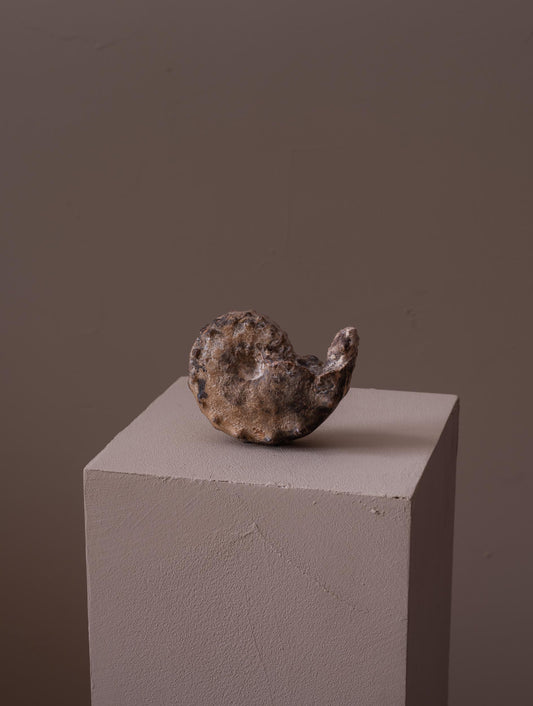 Fossilised ammonite from the Sahara
