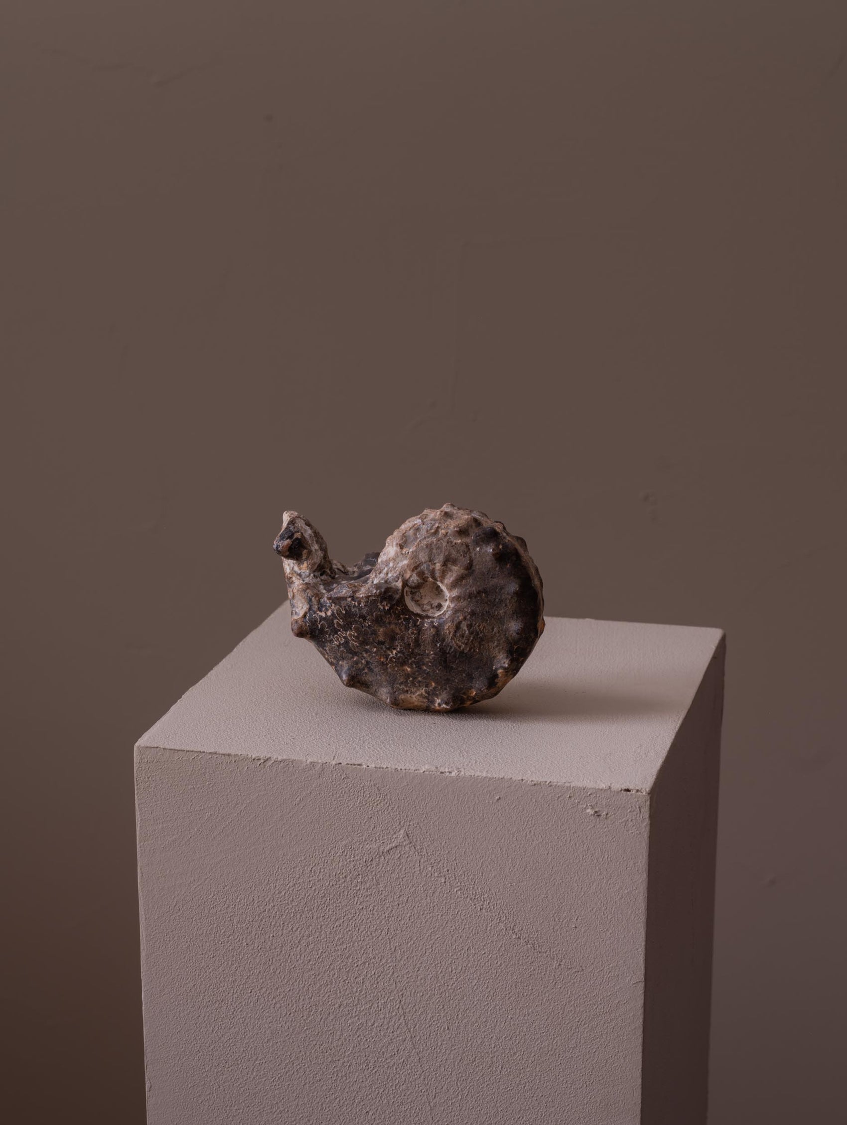 Fossilised ammonite from the Sahara